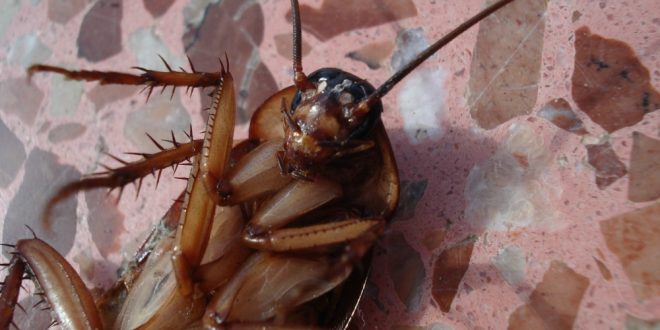 Pest Management for Cockroaches - Croach - Kirkland, WA - Dead cockroach on counter