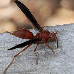 Paper Wasp Removal and Wasp Control - Croach