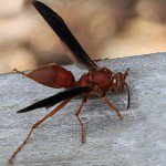 Paper Wasp - Bee Removal and Control - Seattle, WA - Croach