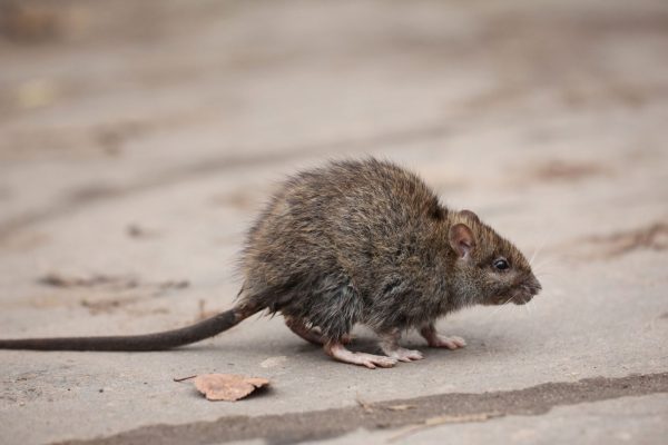 Seattle Rats - The Roof Rat Outside a Home - Croach Pest Control