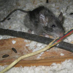 Mouse Control - Mice in the house - Rat Chewing on Electrical Wire - Seattle, WA - Croach
