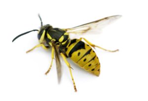 Yellow Jacket - Wasp Removal and Control - Croach Pest Control