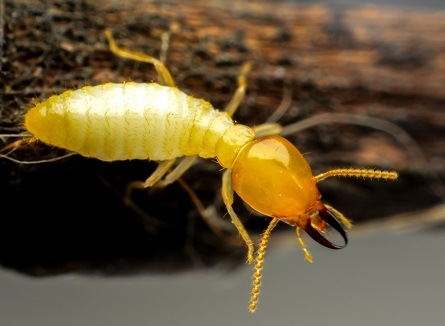 Termite Control for Phoenix, AZ Area Homeowners | Croach