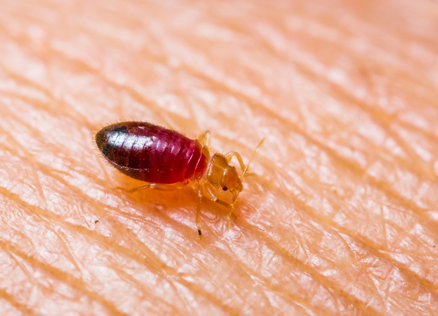 What do bed bugs look like? Spokane bed bug treatment - Croach