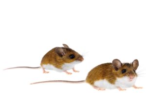 Mice and Cockroaches - Most Common Household Pests