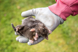 Dead Moles - Yard Mole Removal - Seattle, WA - Croach