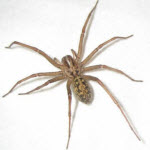 Post Falls ID Pest Control - Hobo Spider