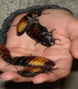 Bug Phobias - Cockroaches. Croach Pest Control, Kirkland, WA