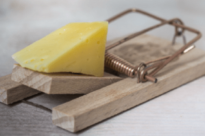 Mouse Trap With Cheese - Croach Pest Control Myths