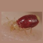 Croach Pest Control for Bed Bugs