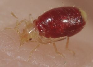 Croach Bed Bug Pest Control Treatment
