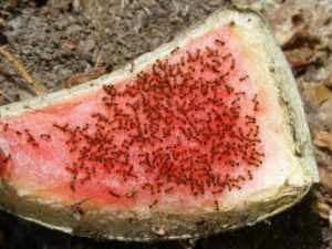 Ant Control - Croach - Ants eating watermelon