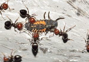 Ant Control - Croach - Kirkland, WA - Types of Ants - Acrobat Ant