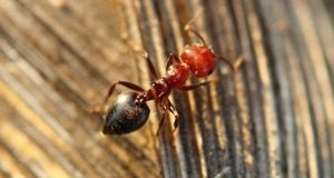 Ant Control - Croach - Kirkland, WA - Types of Ants - Allegheny Mound Ant