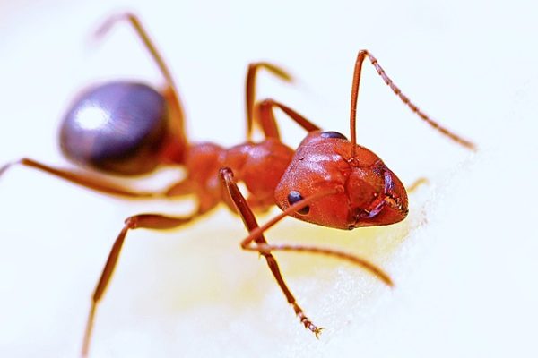 Fire Ants - What they Look Like - Columbia, NC - Croach Pest Control