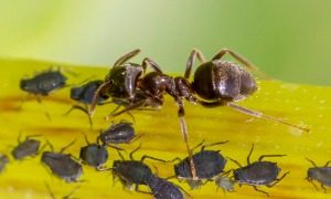 Ant Control - Croach - Seattle, WA - Types of Ants - Big Headed Ant