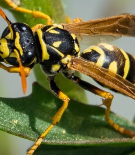 Croach - Kirkland, WA - Wasp Pest Control Myth vs Truth
