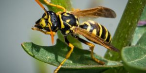 Wasp on a Leaf - Types of Wasps