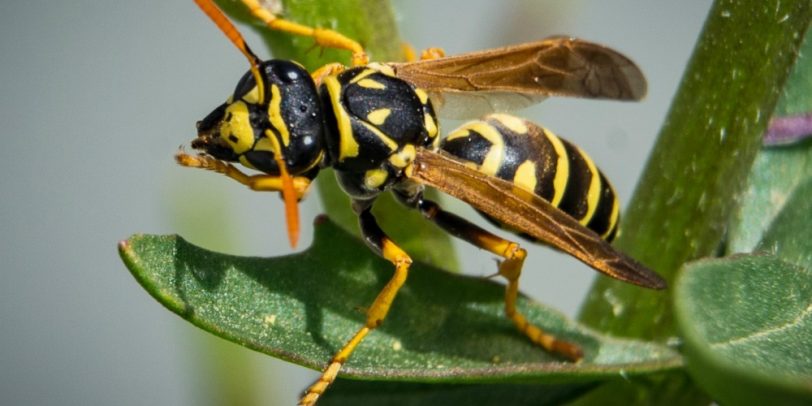 Croach - Kirkland, WA - Wasp Pest Control Myth vs Truth