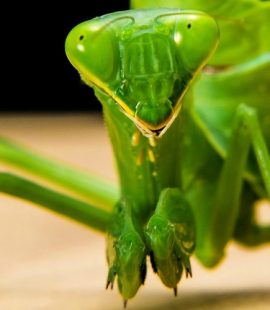 Croach Pest Control - Kirkland, WA - Green Praying Mantis