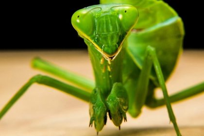 Croach Pest Control - Kirkland, WA - Green Praying Mantis