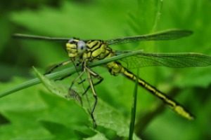 Pest Control - Croach - Kirkland, WA - Beneficial Bugs - Dragonfly on Stem