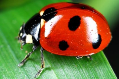 Pest Control - Croach - Kirkland, WA - Beneficial Bugs - Ladybug on leaf