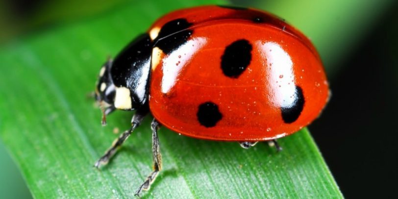 Pest Control - Croach - Kirkland, WA - Beneficial Bugs - Ladybug on leaf