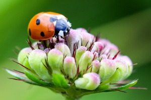 Pest Control - Croach - Seattle, WA - Beneficial Bugs - Ladybug on Flower 