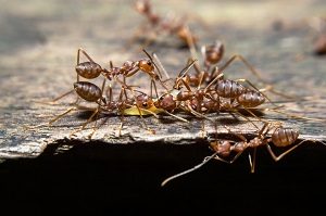 Pest Control - Croach - Seattle, WA - Types of Ants - Pavement Ants