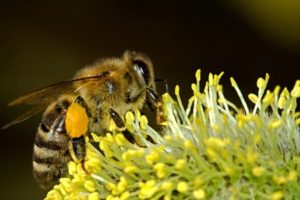 Pest Control Service - Croach - Kirkland, WA - Beneficial Bugs - Honey Bee on Yellow Flower