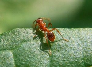 Pest Management - Croach - Seattle, WA - Types of Ants - Fire Ant