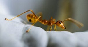 ant control services in the Spokane, WA area