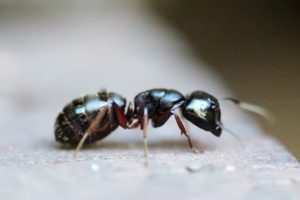 Croach Ant Control Fun Facts - Kirkland, WA - Black Worker Ant