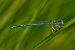 Dragonfly Facts - Croach - Kirkland, WA - White-Legged-Damselfly