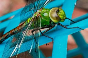 Croach - Kirkland, WA - Dragonfly Insect Green Closeup