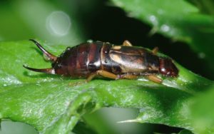 Pest Control Fun Facts - Croach - Kirkland, WA - Earwig on Green Leaf