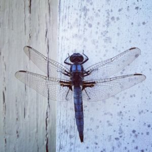 Dragonfly Landed on Board with Four Wings Extended - Croach - Kirkland, WA