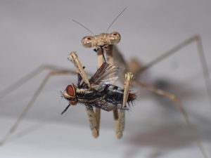 Pest Control Fun Facts - Croach - Kirkland, WA - Brown Praying Mantis with Insect Fly