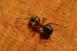 Ant Control - Carpenter Ants - Croach - Kirkland, WA - Ant on orange background