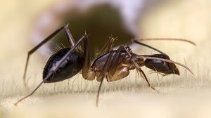 Carpenter Ant Control - Croach - Closeup of Ant