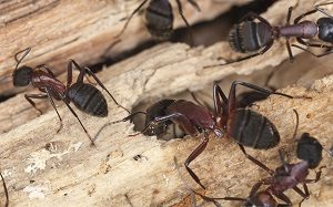 Carpenter Ant Control - Croach - Closeup of carpenter ant damage