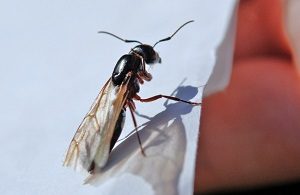 Ant Control - Croach - Beaverton, Oregon - Winged Carpenter Ants