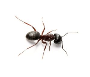 Carpenter Ant Control - Croach - Ant on White Surface