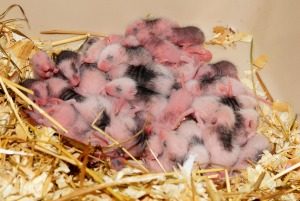 House Mouse Control - Croach - Kirkland, WA - Nest of newborn mice