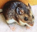 Mouse Control - Croach - Beaverton, OR - Brown Deer Mouse