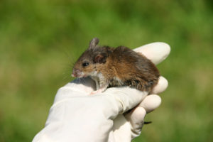 Mouse Control - American White Footed Mouse - Croach Rodent Control