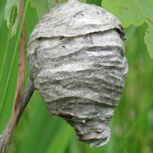 Hornets - European Giant Hornet Nest - Croach Wasp Removal
