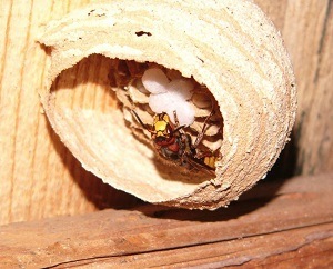 Wasp Control - Hornet nest with eggs