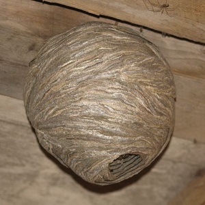 Wasp Removal - Croach - Paper wasp nest hanging from ceiling